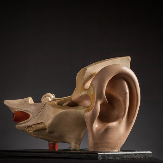 IES_CARDENALCISNEROS_ANATOMIA_MODELOS_058