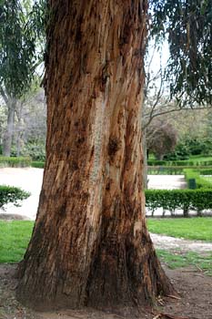 Eucalipto colorado - Tronco (Eucalyptus camaldulensis)