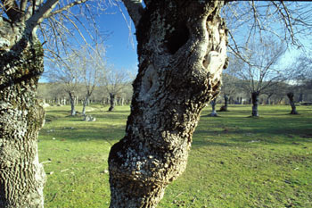 árbol, tronco (anillo)