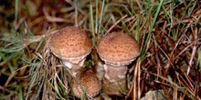 Armillaria ostoyae