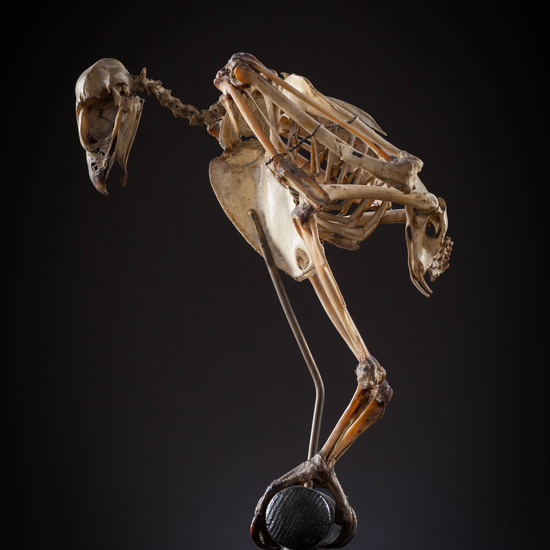 IES_SANISIDRO_MUSEO_Aves_047