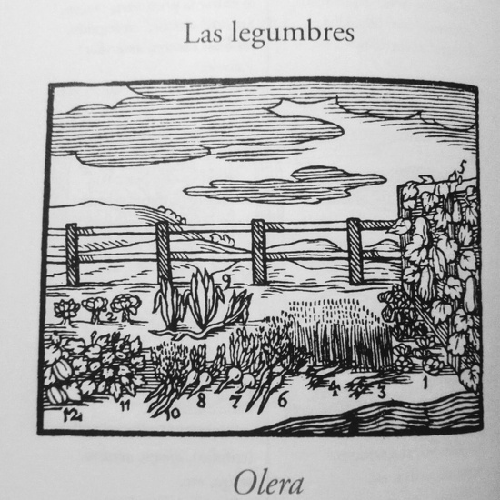 XV OLERA