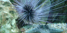 Erizo puas largas (Diadema sp.)
