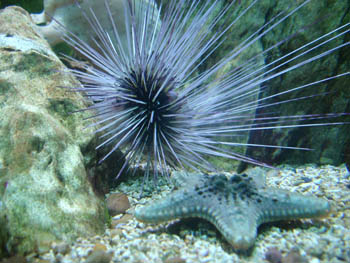 Erizo puas largas (Diadema sp.)