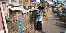 Mercado de pájaros, Jogyakarta, Indonesia