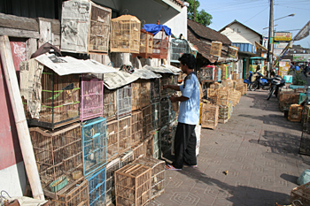 Mercado de pájaros, Jogyakarta, Indonesia