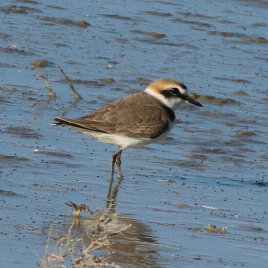 Chorlitejo patinegro