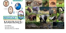 Presentación Mammals