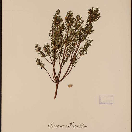 IES_CARDENALCISNEROS_HERBARIO_30 10