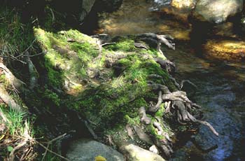 Aliso -Raíz (Alnus glutinosa)