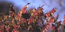 Zumaque (Rhus coriaria)