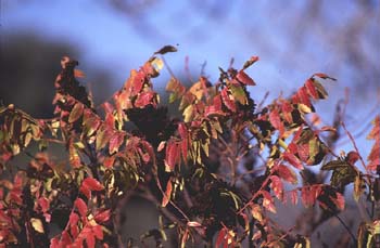 Zumaque (Rhus coriaria)