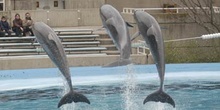 Delfines