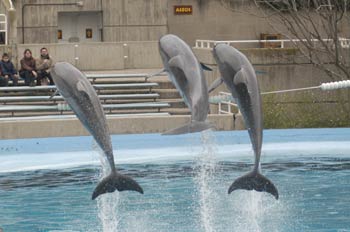 Delfines