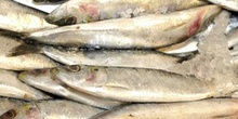 Sardinas