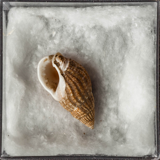 IES_ISABELLACATOLICA_BIOLOGIA_284