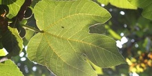 Higuera - Hojas (Ficus carica)