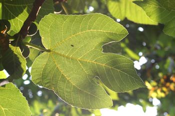 Higuera - Hojas (Ficus carica)