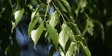 Almez - Hojas/Frutos (Celtis australis)