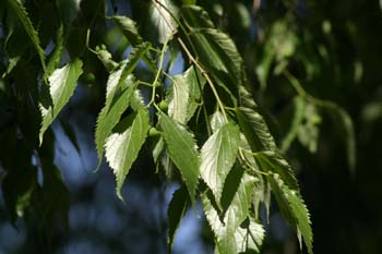 Almez - Hojas/Frutos (Celtis australis)