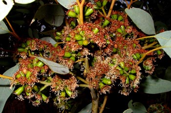Flores y semillas de eucalipto, Australia