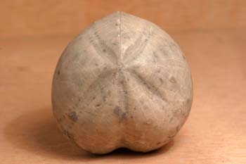 Micraster sp. (Erizo) Cretácico