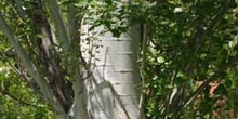 Chopo temblón - Tronco (Populus tremula)