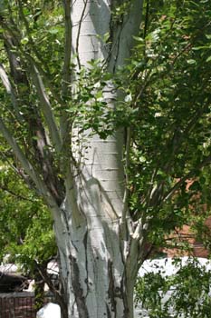 Chopo temblón - Tronco (Populus tremula)