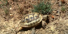 Tortuga mora (Testudo graeca)