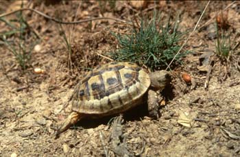 Tortuga mora (Testudo graeca)