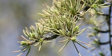 Cedro del Atlas - Hojas (Cedrus atlantica)