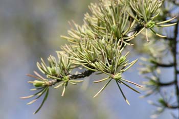 Cedro del Atlas - Hojas (Cedrus atlantica)