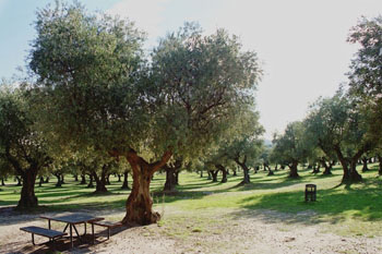 Olivos