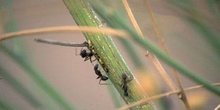 Hormiga negra (Camponotus sp.)