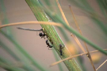 Hormiga negra (Camponotus sp.)