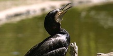 Cormorán grande (Phalacrocorax carbo)