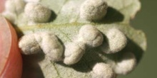 Agalla de la encina (Cynipedo fam.)