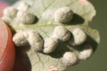 Agalla de la encina (Cynipedo fam.)