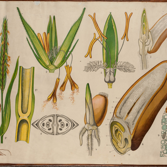 IES_CARDENALCISNEROS_BOTÁNICA_II_LÁMINAS_003