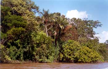 Río Amazonas, Brasil