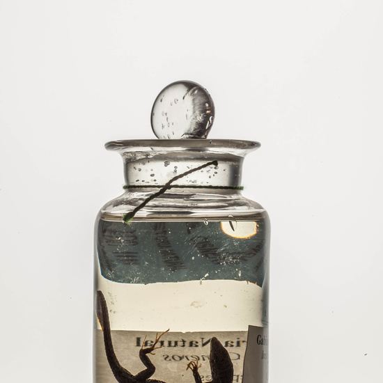 IES_CARDENALCISNEROS_CIENCIASNATURALES_237