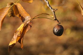 Nogal - Nuez (Juglans regia)