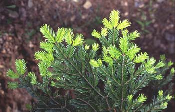 Abeto blanco - Hojas (Abies alba)