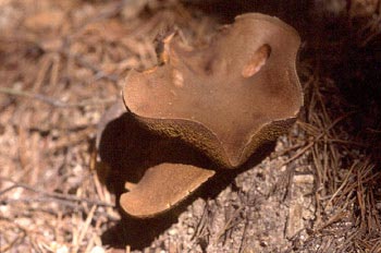 Boleto (Xerocomus sp.)