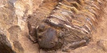 Calymene tristani (Trilobites) Ordovícico