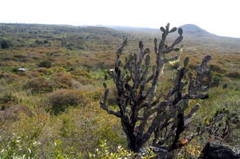 Opuntia y paisaje del interior de la Isla San Cristóbal, Ecuador