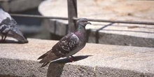 Paloma bravía o común (Columba livia)