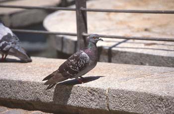 Paloma bravía o común (Columba livia)