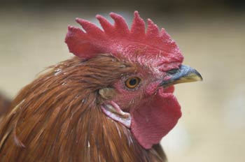 Gallo