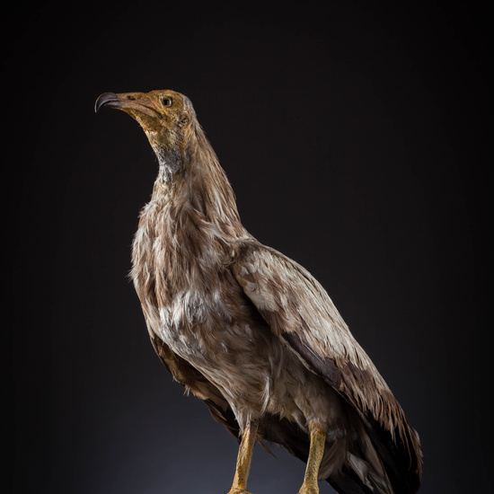 IES_SANISIDRO_MUSEO_Aves_077